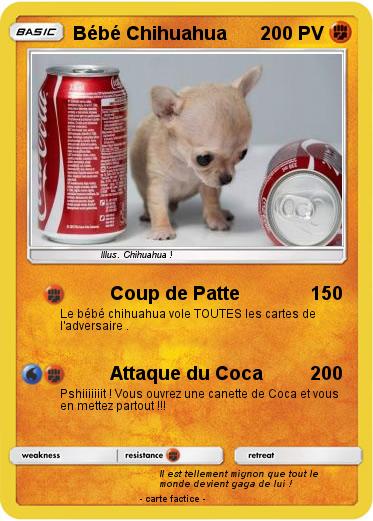 Pokemon Bébé Chihuahua