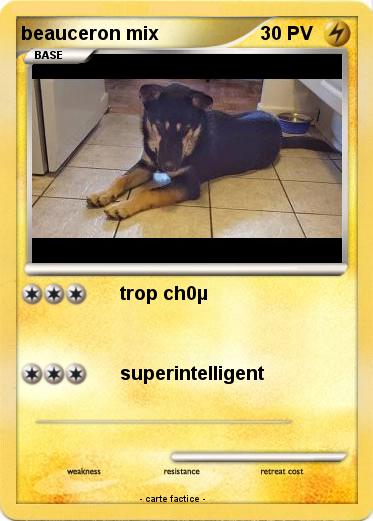 Pokemon beauceron mix