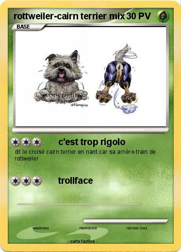 Pokemon rottweiler-cairn terrier mix