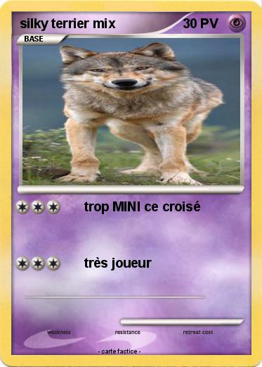Pokemon silky terrier mix