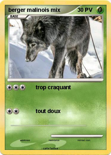 Pokemon berger malinois mix