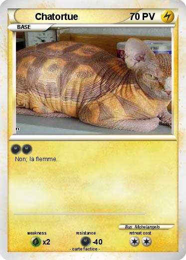 Pokemon Chatortue