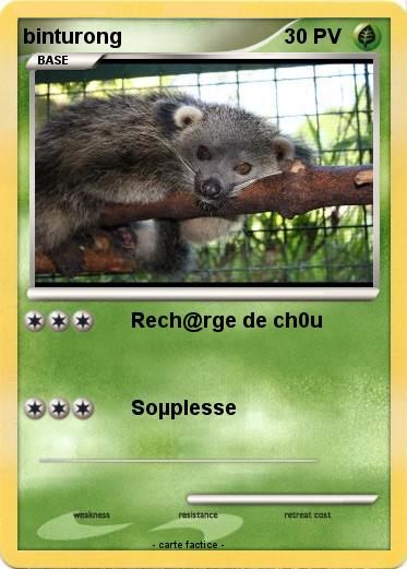 Pokemon binturong