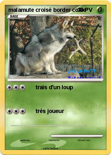 Pokemon malamute croisé border collie