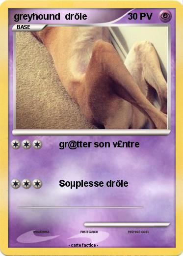 Pokemon greyhound  drôle