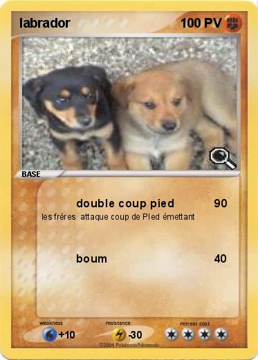 Pokemon labrador