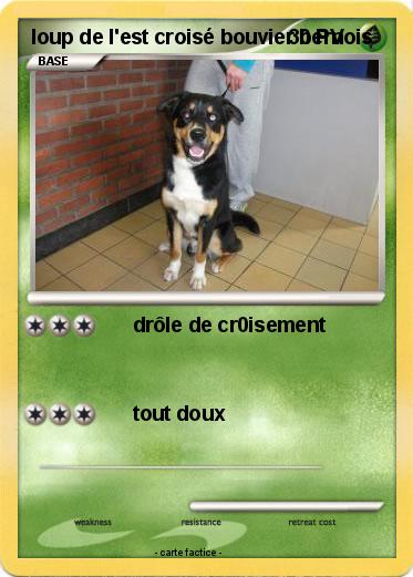 Pokemon loup de l'est croisé bouvier bernois