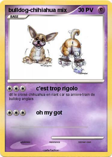 Pokemon bulldog-chihiahua mix