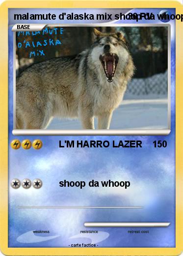 Pokemon malamute d'alaska mix shoop da whoop !!!