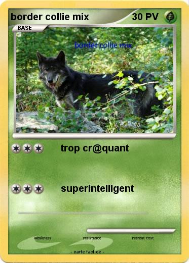Pokemon border collie mix