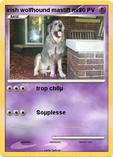 Pokemon irish wolfhound mastiff mix