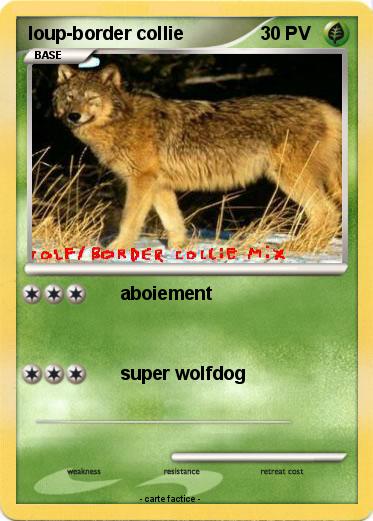 Pokemon loup-border collie