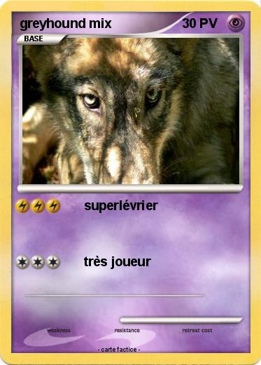Pokemon greyhound mix