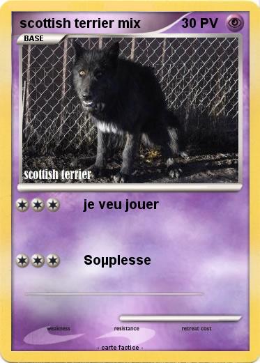 Pokemon scottish terrier mix
