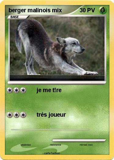 Pokemon berger malinois mix