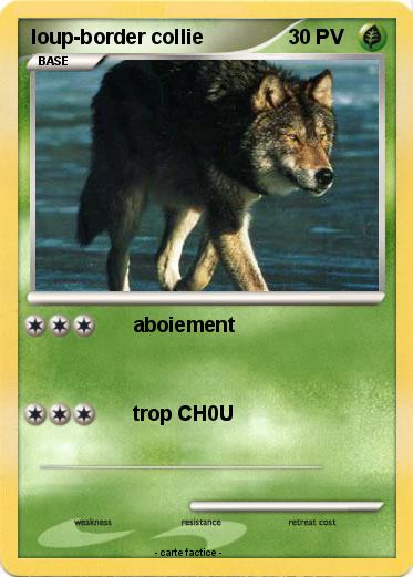Pokemon loup-border collie
