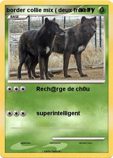 Pokemon border collie mix ( deux frères )