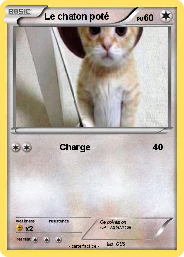 Pokemon Le chaton poté