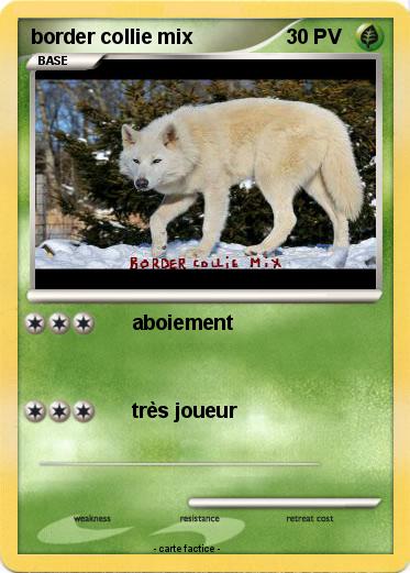 Pokemon border collie mix