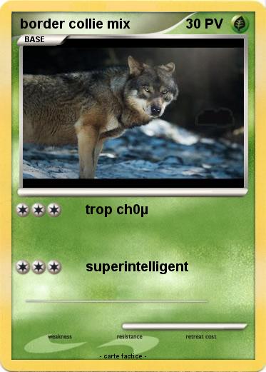 Pokemon border collie mix