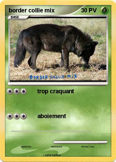 Pokemon border collie mix