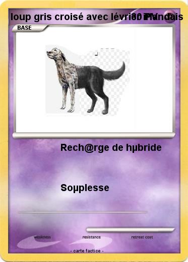Pokemon loup gris croisé avec lévrier irlandais