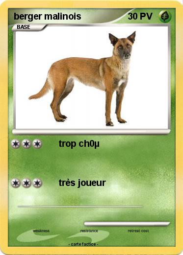 Pokemon berger malinois