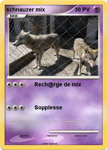 Pokemon schnauzer mix