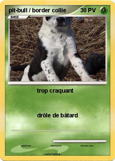 Pokemon pit-bull / border collie