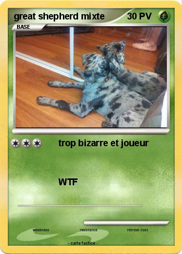 Pokemon great shepherd mixte