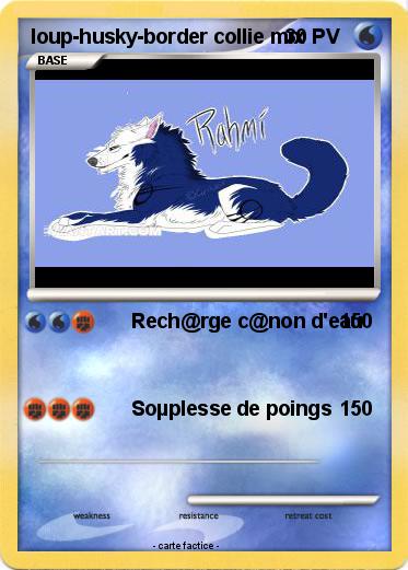 Pokemon loup-husky-border collie mix