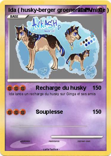 Pokemon Ida ( husky-berger groenendael mixte )
