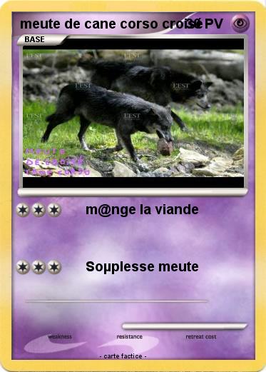 Pokemon meute de cane corso croisé