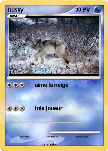 Pokemon husky