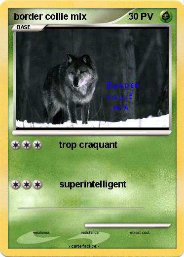 Pokemon border collie mix