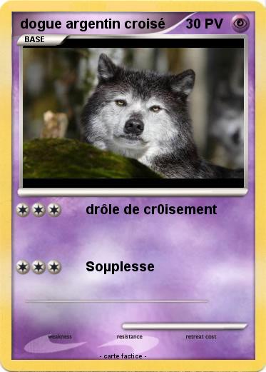 Pokemon dogue argentin croisé