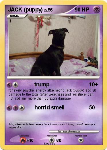 Pokemon JACK (puppy)