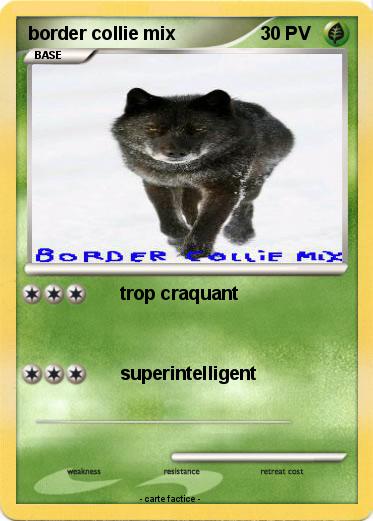 Pokemon border collie mix