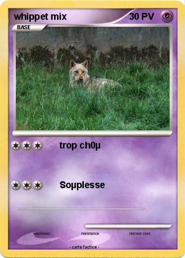 Pokemon whippet mix