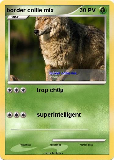 Pokemon border collie mix