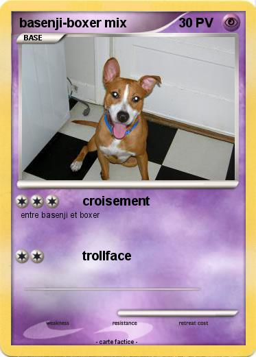 Pokemon basenji-boxer mix