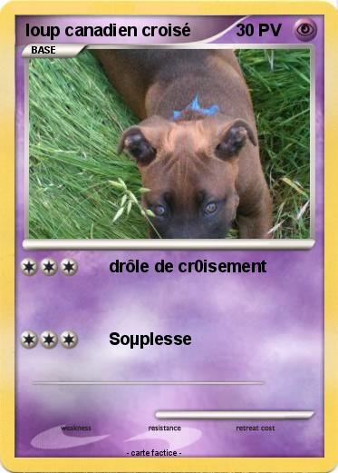 Pokemon loup canadien croisé