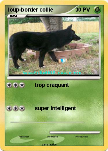 Pokemon loup-border collie