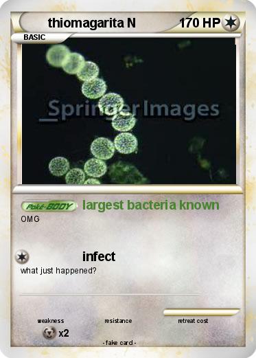 Pokemon thiomagarita N