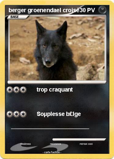 Pokemon berger groenendael croisé