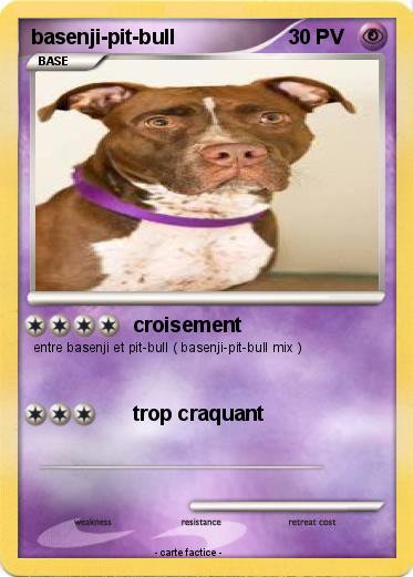 Pokemon basenji-pit-bull