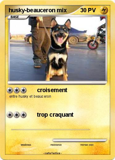 Pokemon husky-beauceron mix