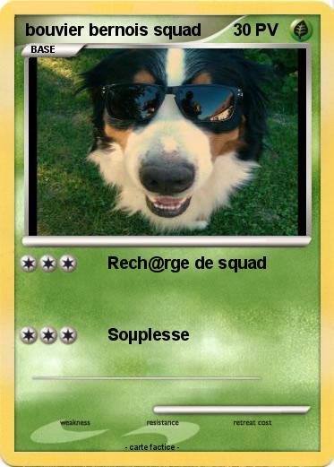 Pokemon bouvier bernois squad