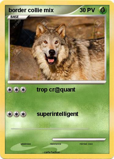 Pokemon border collie mix