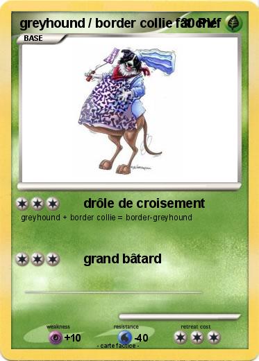 Pokemon greyhound / border collie fat chef